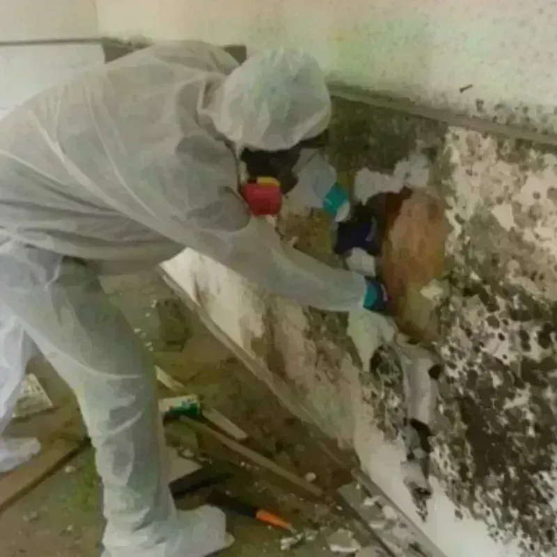 Mold Remediation and Removal in Melville, NY